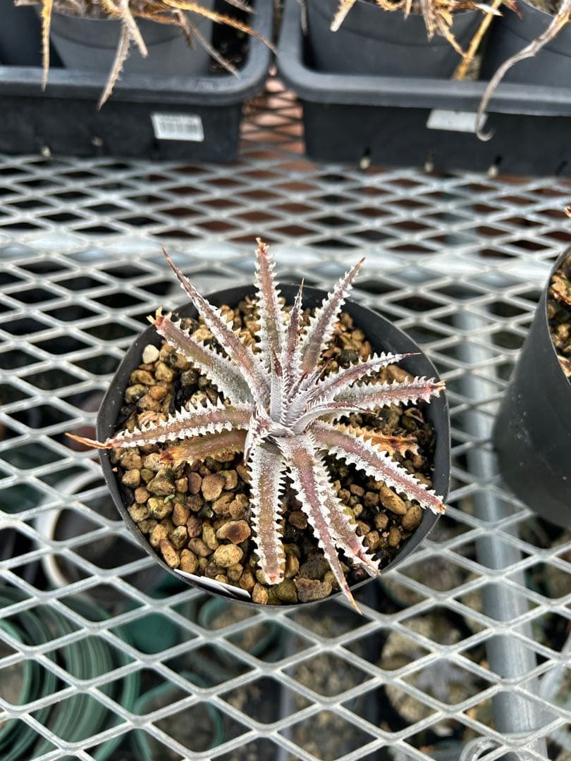 メガレア ビルベイカー ディッキア Dyckia First Cousin ⑷