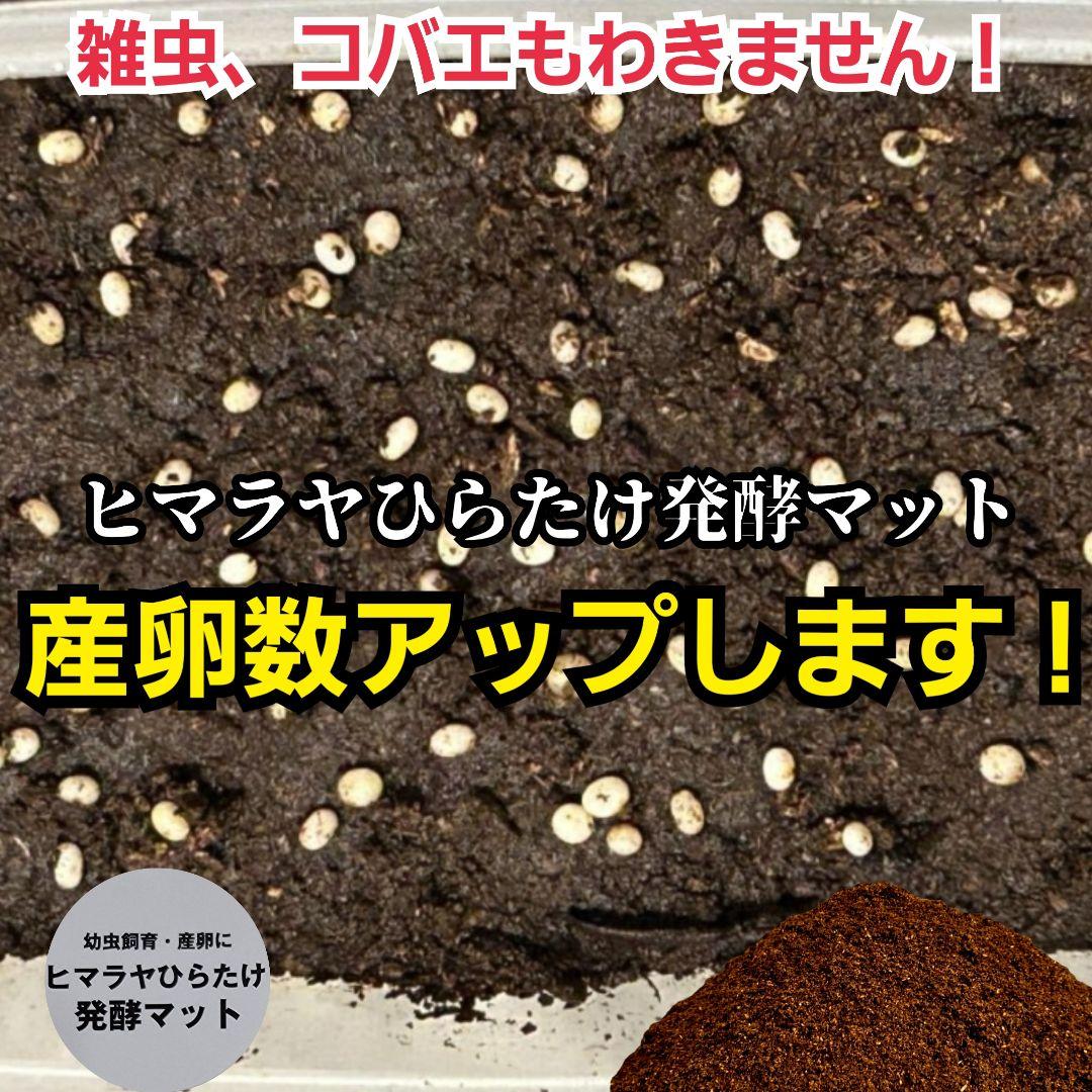 カブトムシの産卵に抜群！ヒマラヤひらたけ発酵マット【60L】雑虫がわきません！