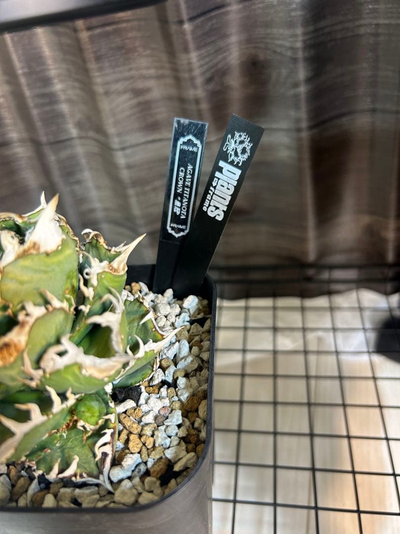 アガベ　チタノタ　皇冠　親株　子株2付き　lize血統