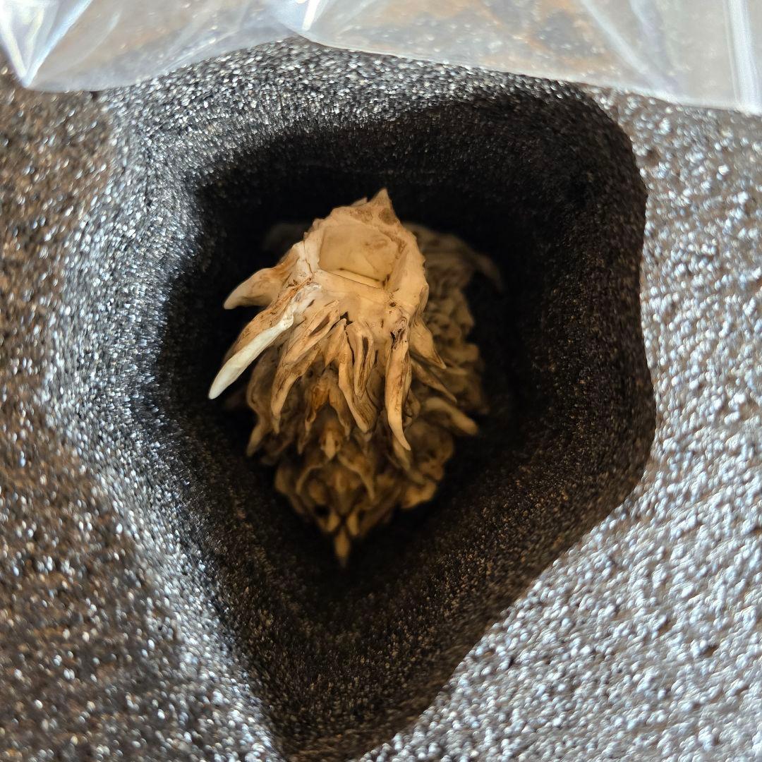 地啼龍アンイシュワルダ　ガレージキット