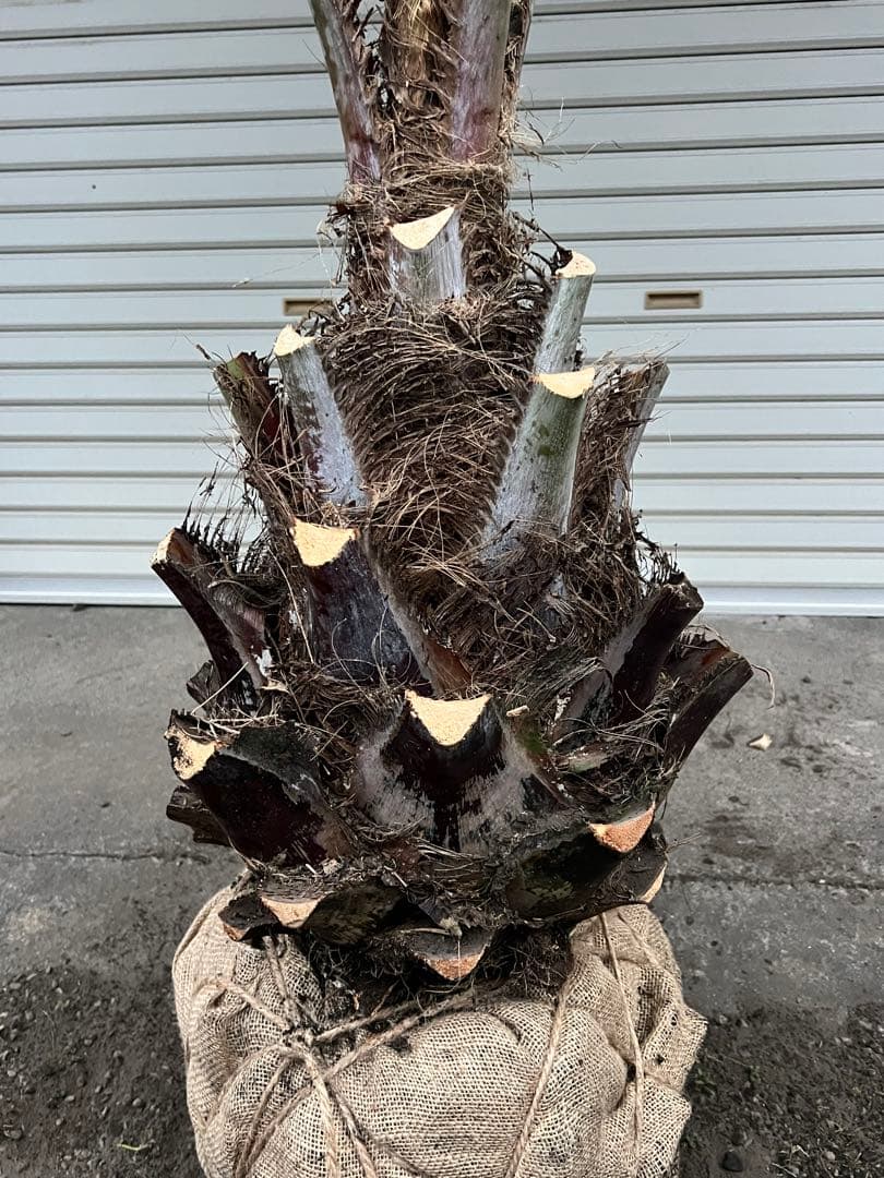 ココスヤシ　幹太極上シルバーリーフ　カルフォルニアスタイル　送料込み価格