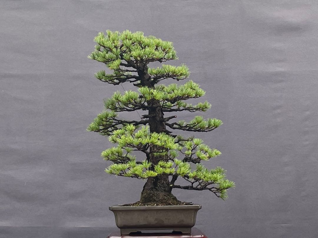 三河盆栽　持ち込み古い極古五葉松　貴重　東海地方の超名門出身の盆栽