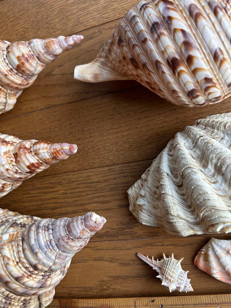 法螺貝　最大25cm、シャコガイ、珊瑚セット