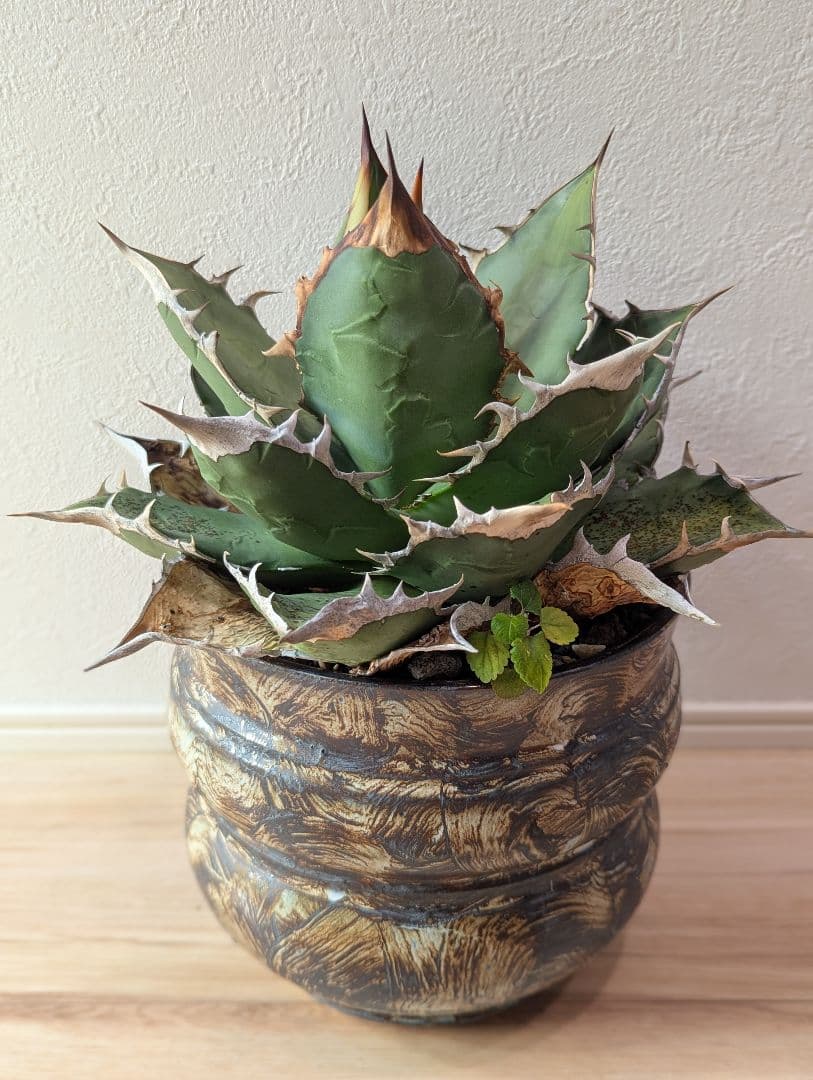 オアハカ　ワイルド株　現地球　大株