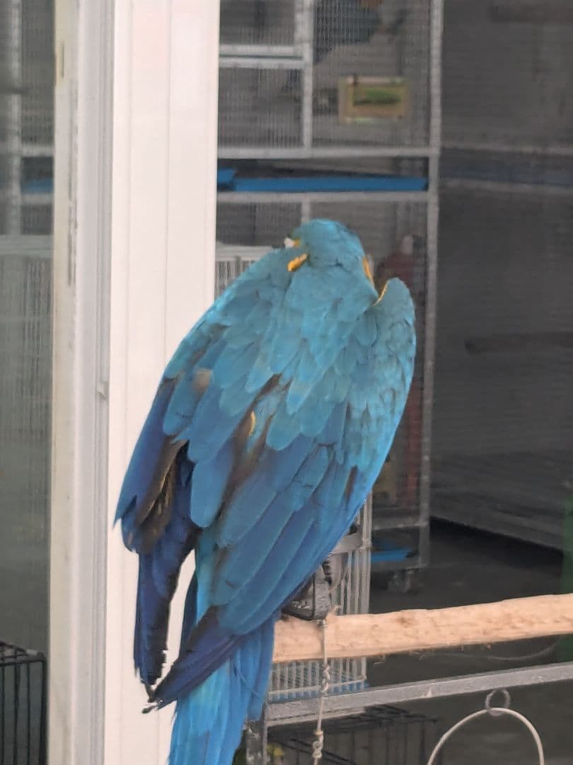 激レア！高級プラクルアン＆呪物おまとめセット！…兼要望用！