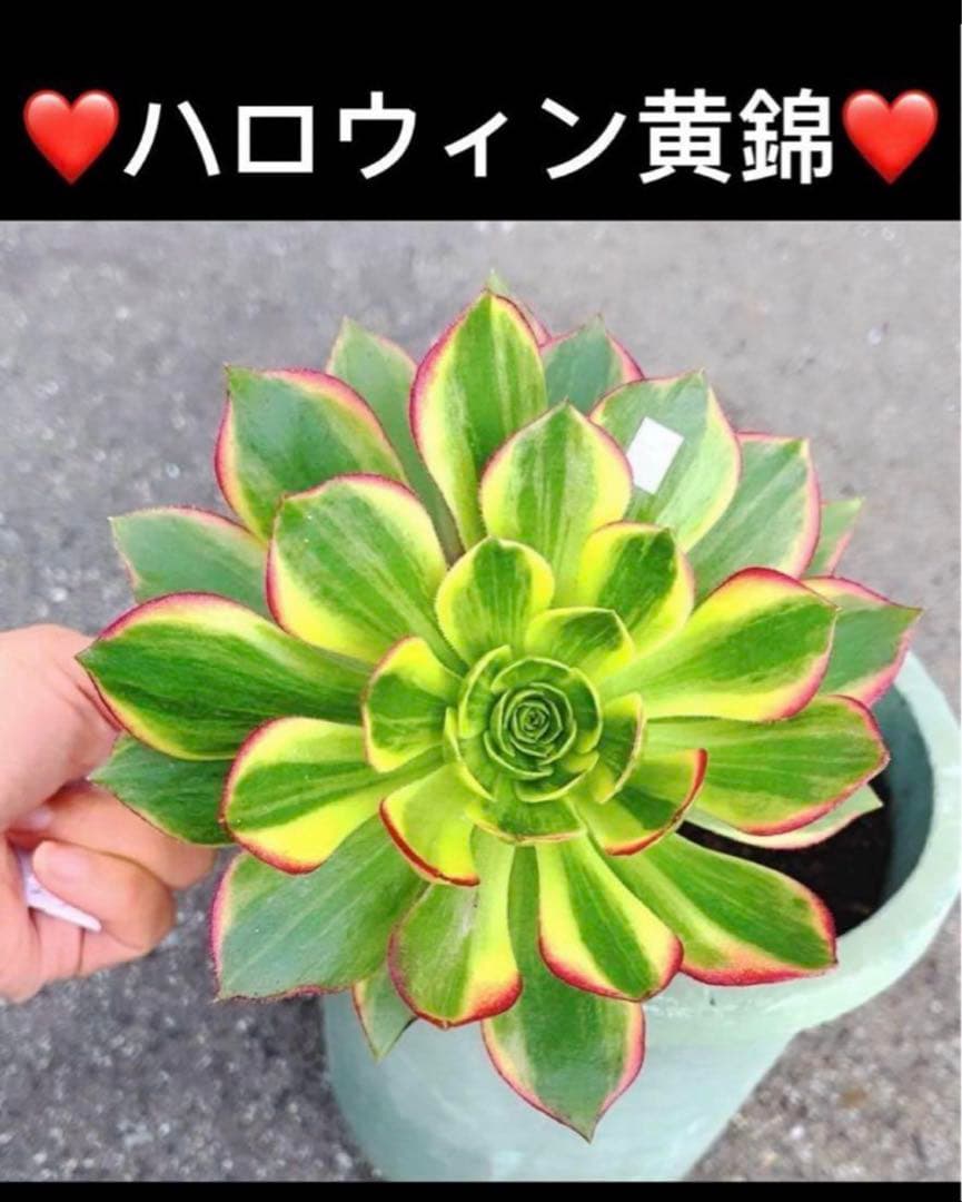 多肉植物アエオニウム錦❤️ハロウィン黄錦❤️