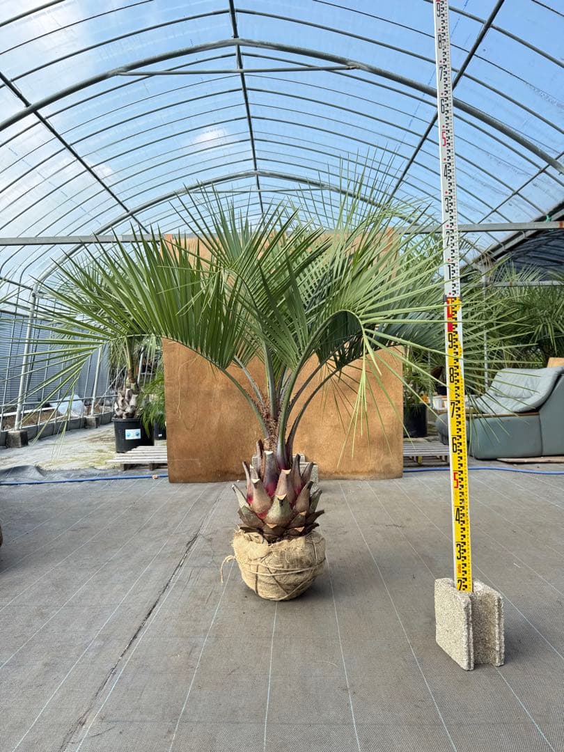 ココスヤシシルバーリーフ【極太】葉先150cm幹回り90cm 幹高40cm