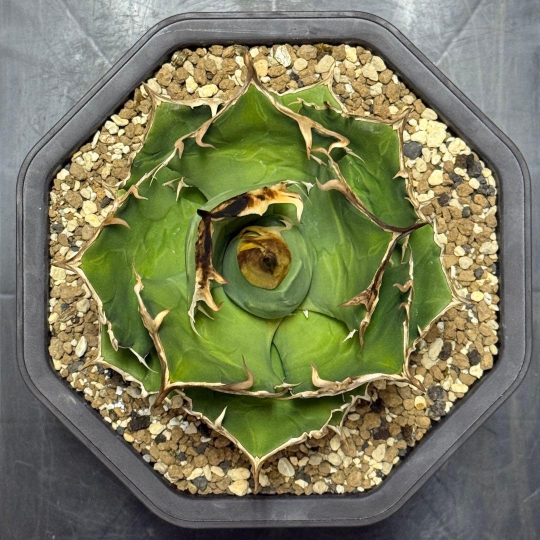 【大】アガベ チタノタ トリケラトプス triceratops 白犀牛 シロサイ