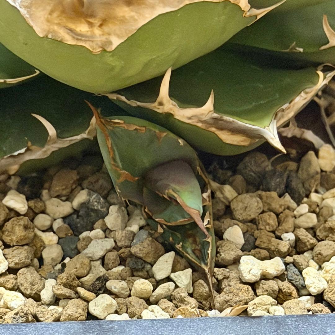 【大】アガベ チタノタ トリケラトプス triceratops 白犀牛 シロサイ