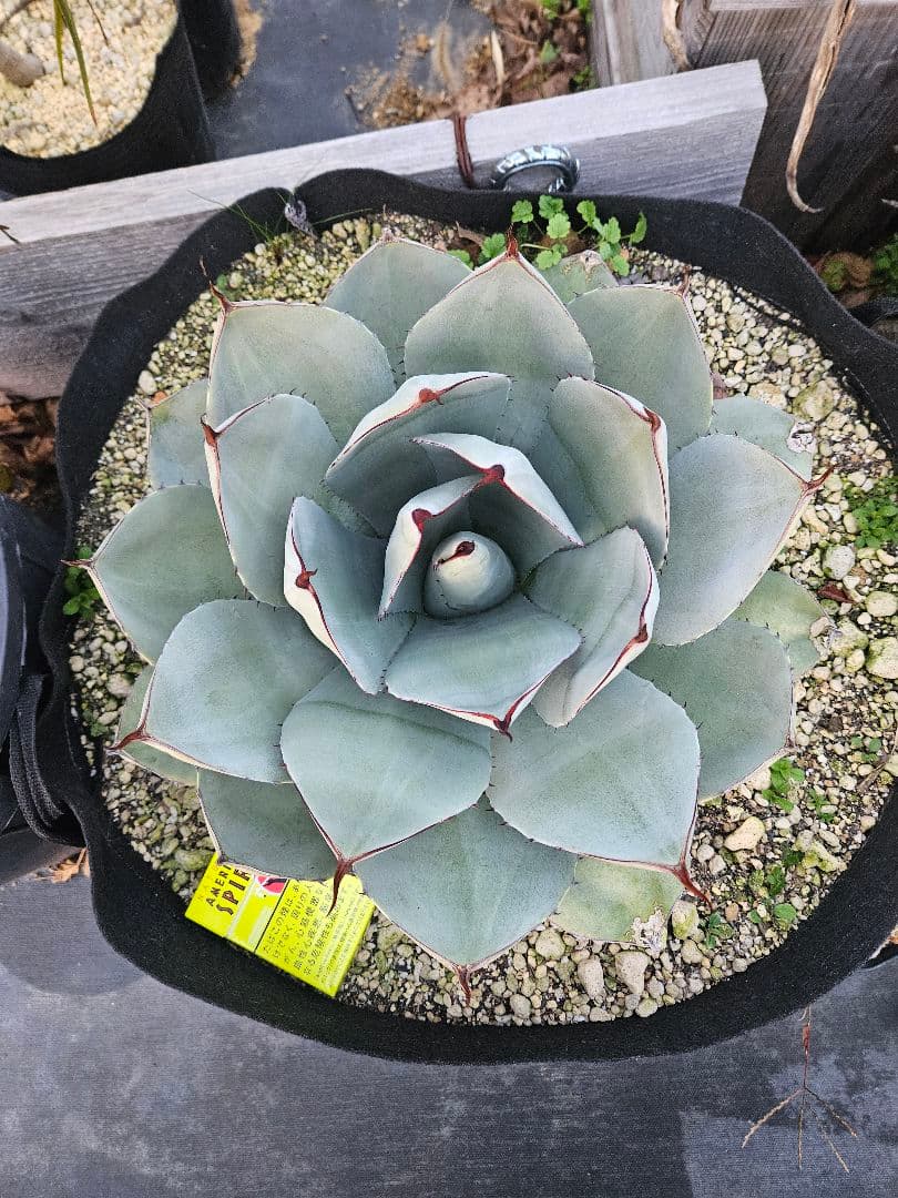 パリー　トランカータ　大株