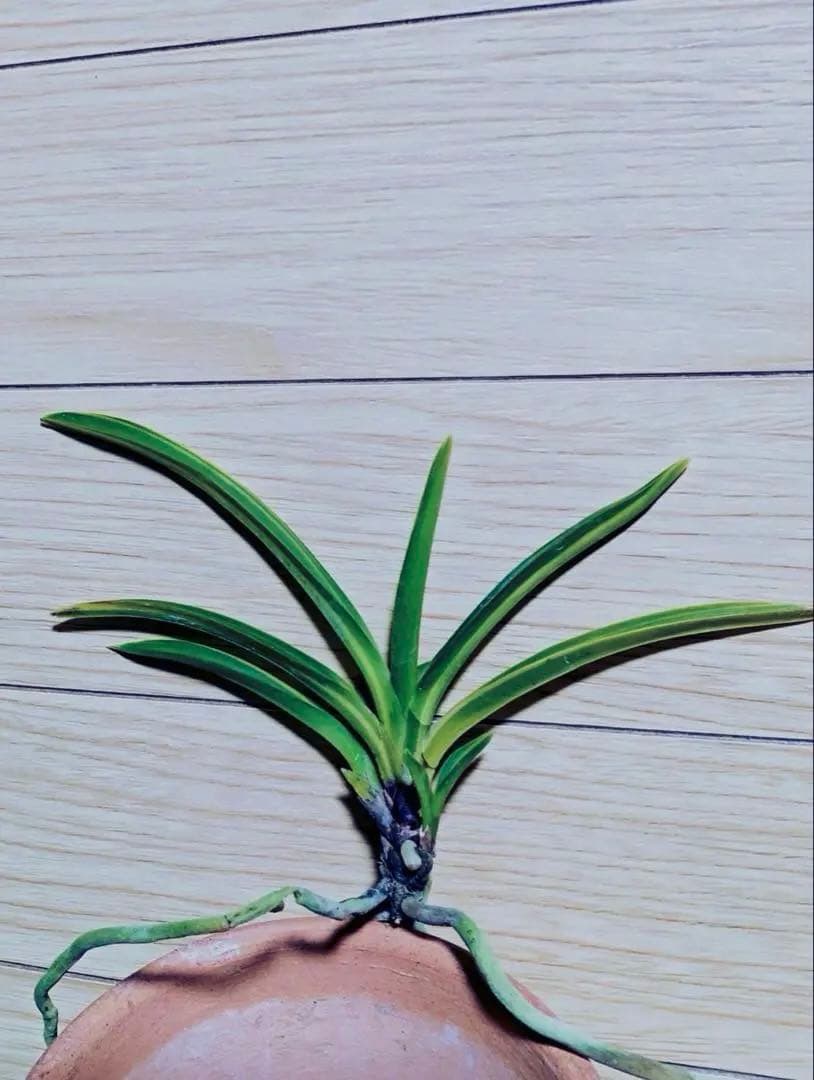 富貴蘭「長寿宝」長寿楽最高芸選別品