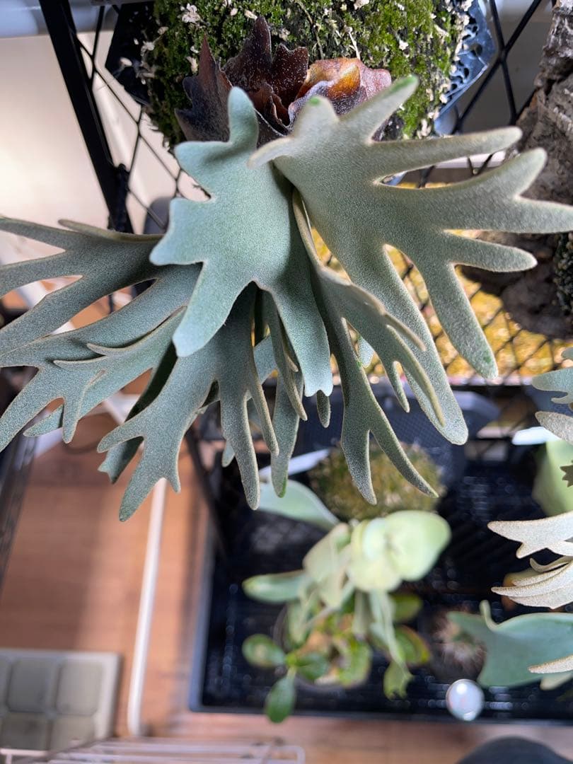 ビカクシダ willinckii 'OMG'スポア株