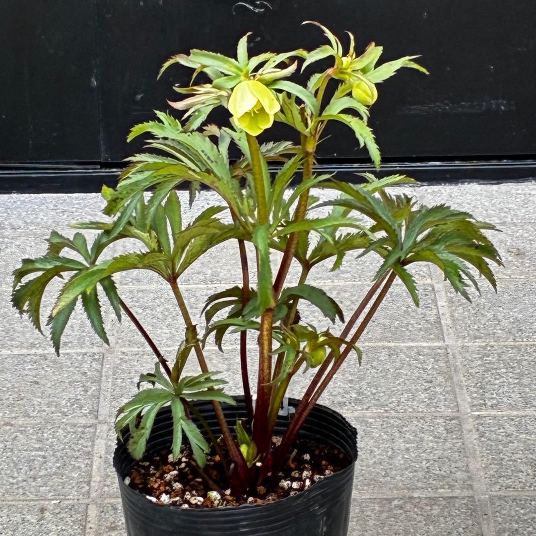 u*0様 3454☘️限定1株☘️未株分け☘️花付き☘️⭐️bocconei ⭐