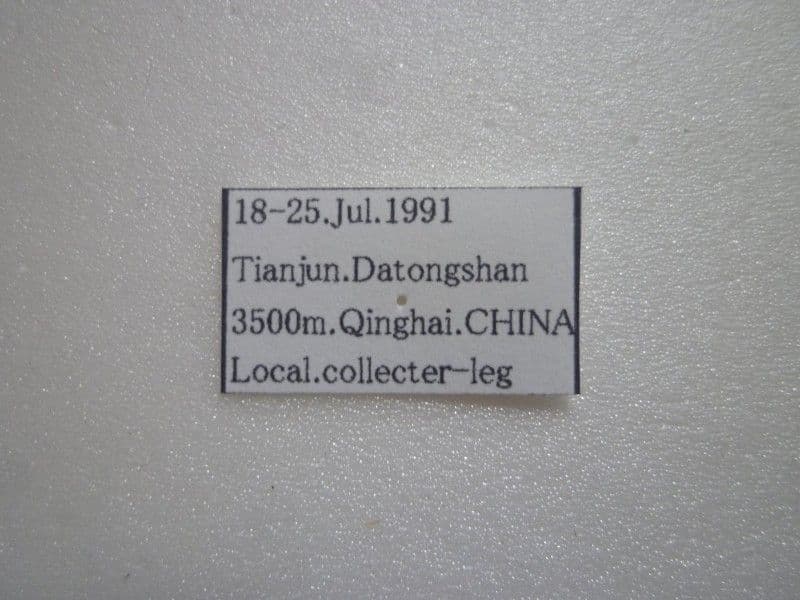 【外国産蝶標本】ミカドウスバ♀/青海省.天峻県産/71mm