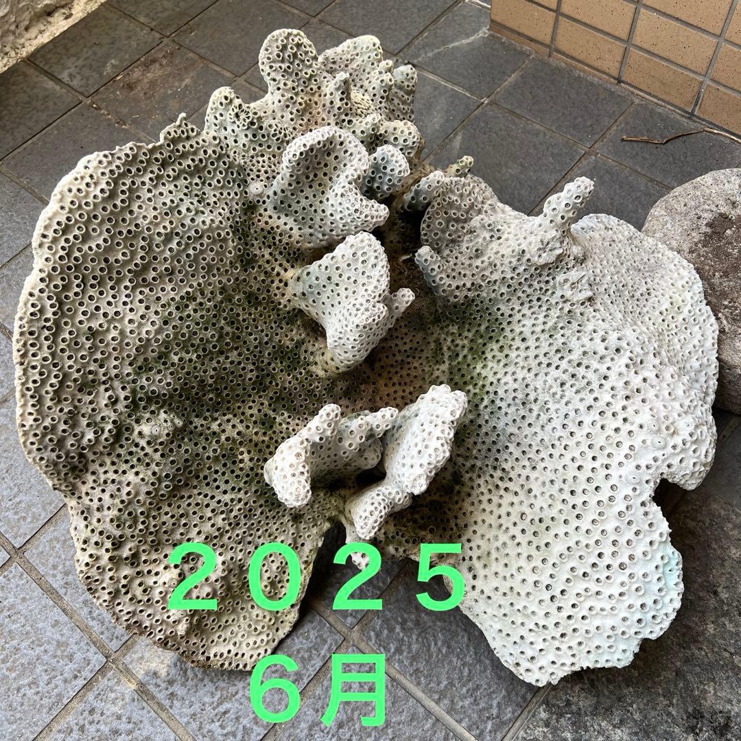 特大天然珊瑚　置き物インテリア　熱帯風