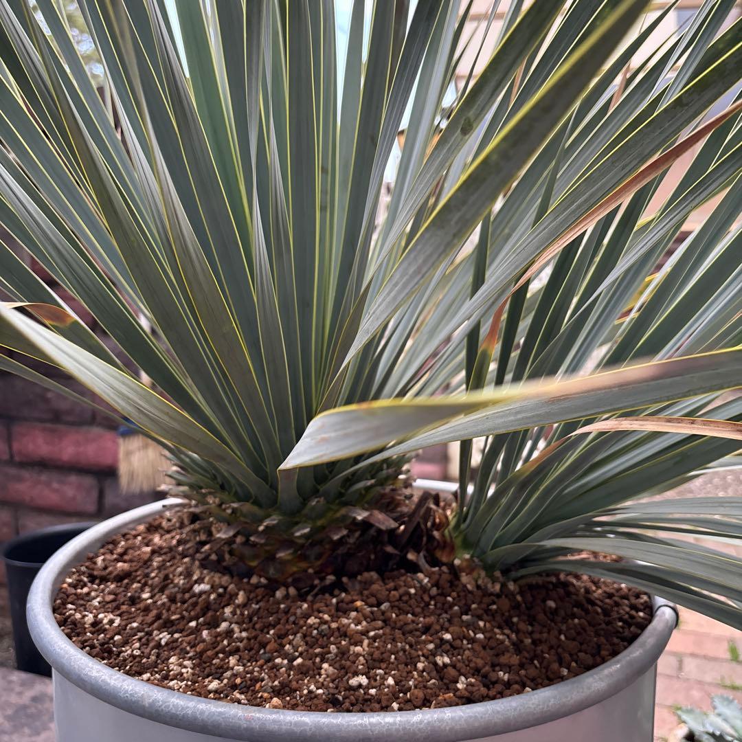 ユッカ ロストラータ幹太　希少なダブルヘッド　シルバーブルー大株　ブルーサンダー