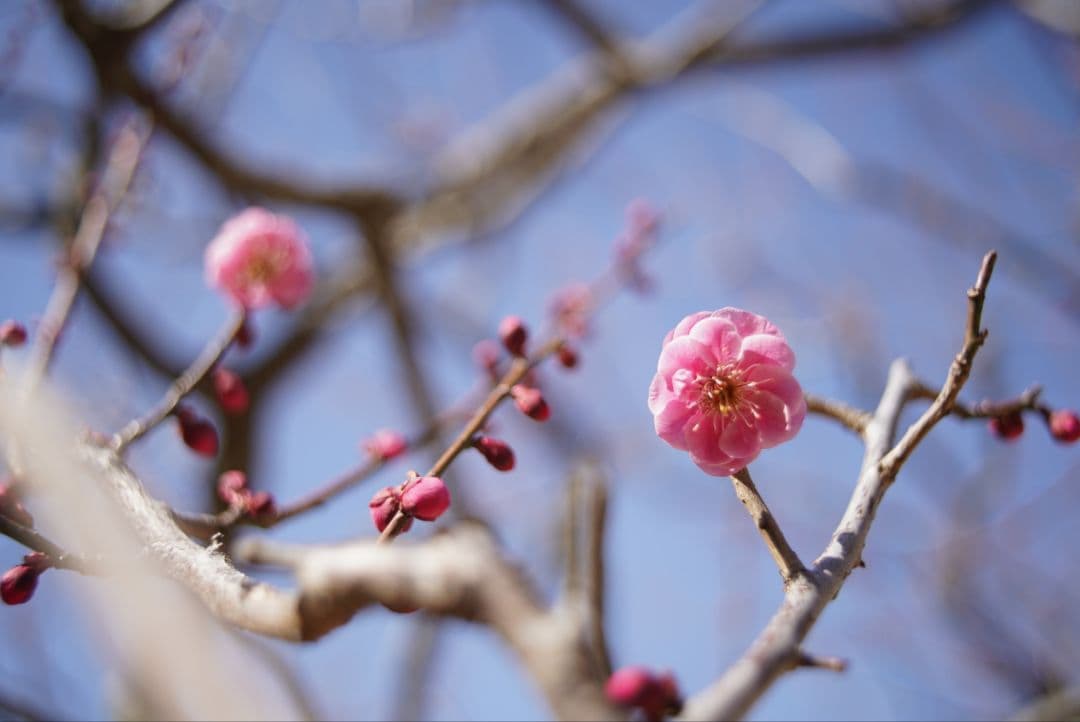 【分解清掃済】Nikon Ai-s 35mm f2.8 初期不良保証付き