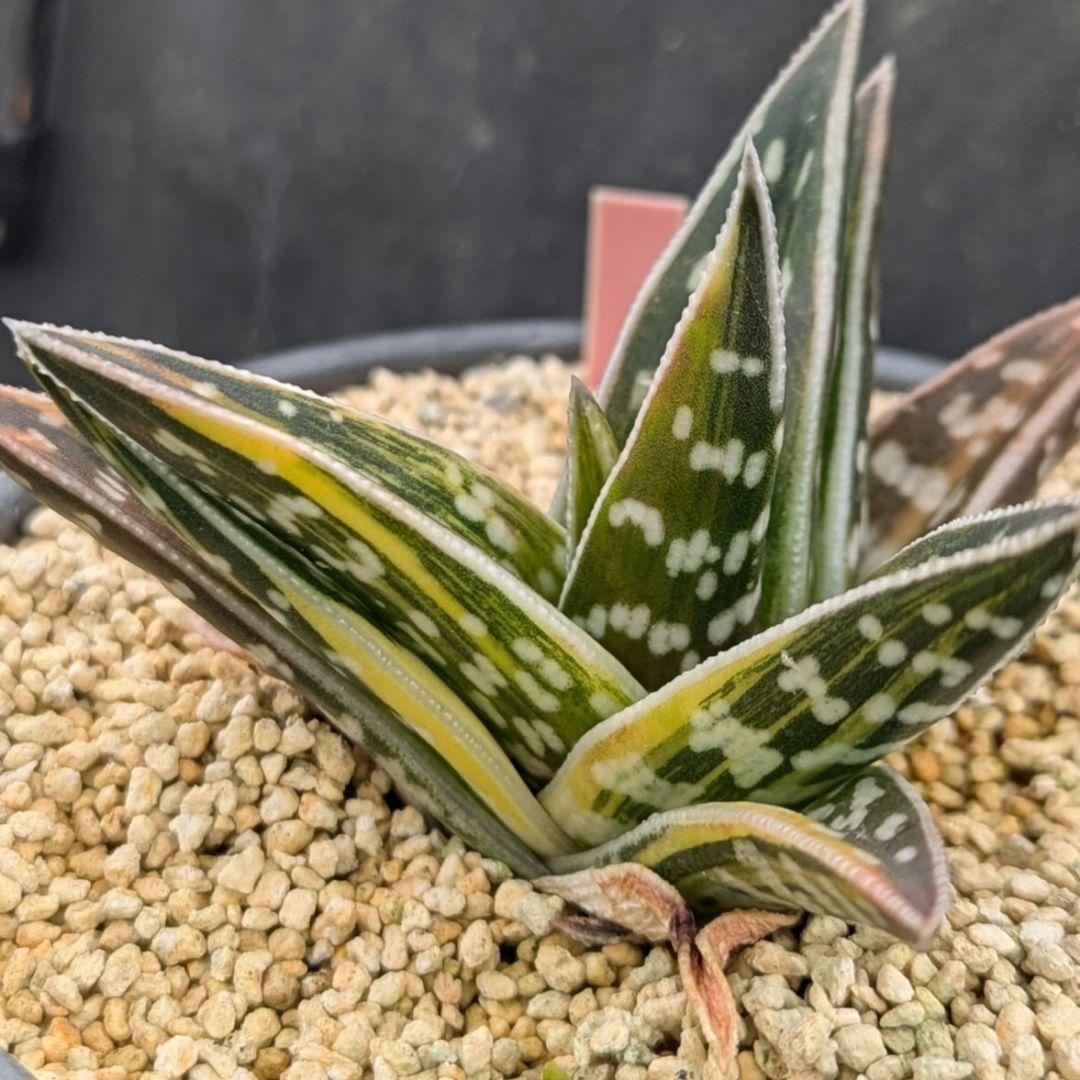 超絶希少！多肉植物シリーズ・アロエ属・千代田の光inわけけのお店