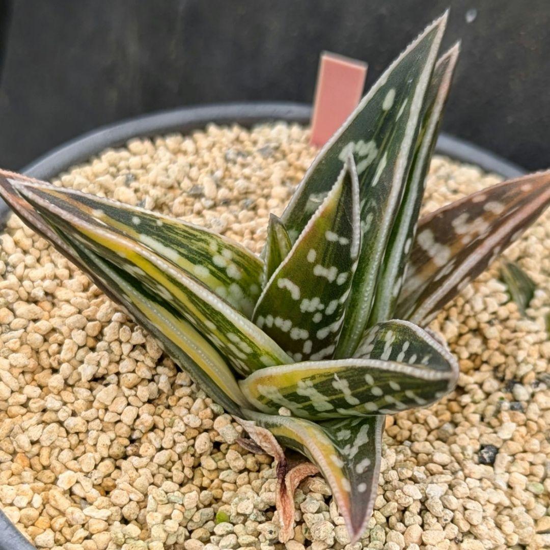 超絶希少！多肉植物シリーズ・アロエ属・千代田の光inわけけのお店