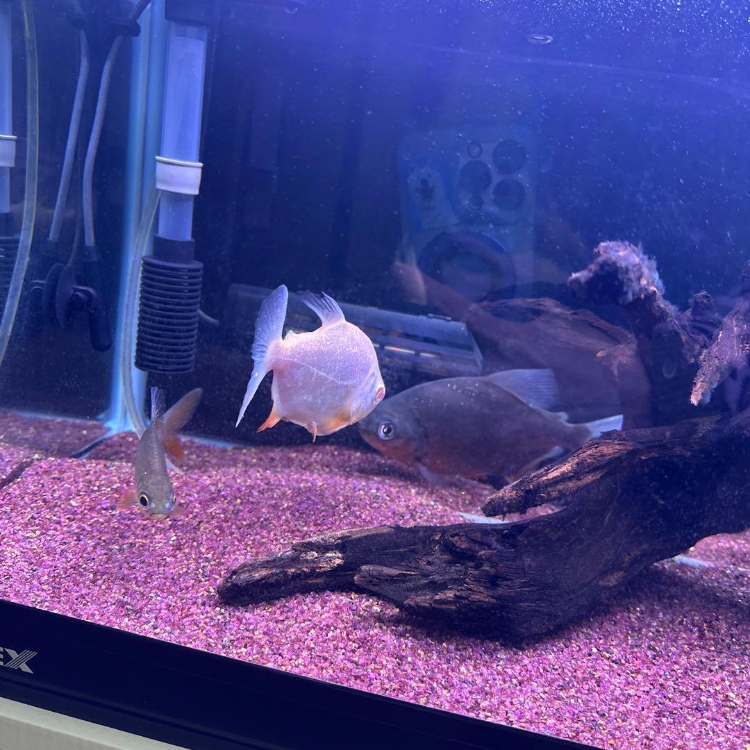 60水槽ロコソマ付きフルセット