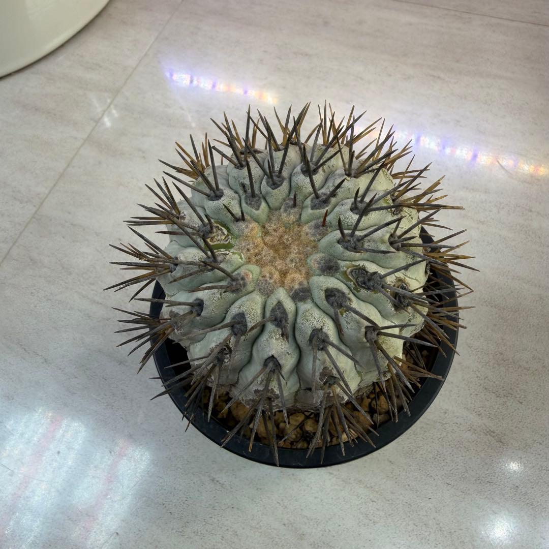 コピアポア　現地球