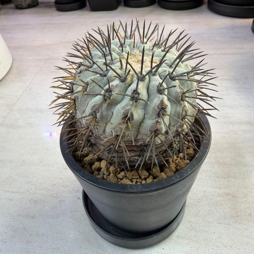 コピアポア　現地球