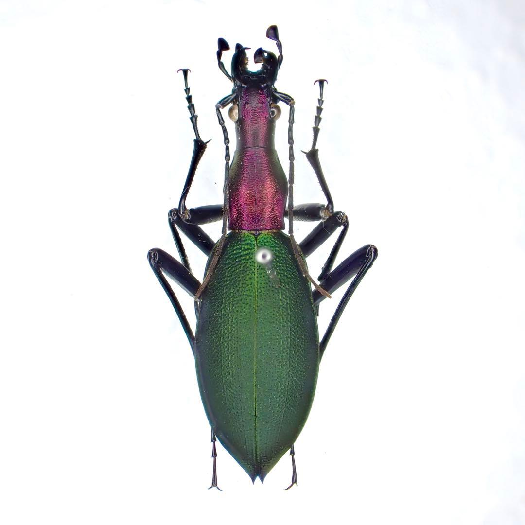 昆虫標本　超美麗個体厳選キタカブリ標本ペアセット　マイマイカブリ東北地方北部亜種