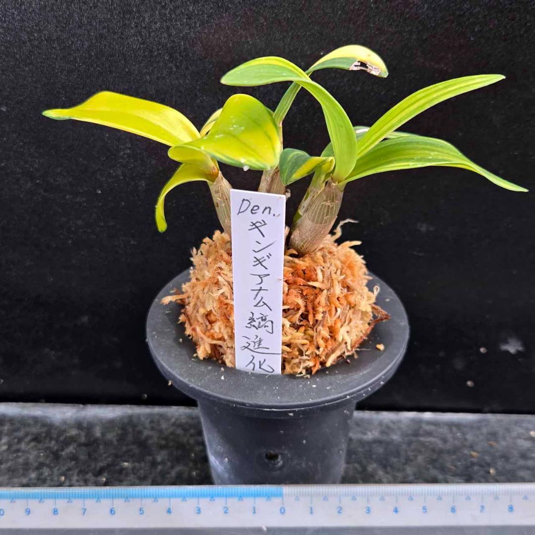 ✨️Den. ギンギアナム縞柄進化系✨️ 最上株をお届け