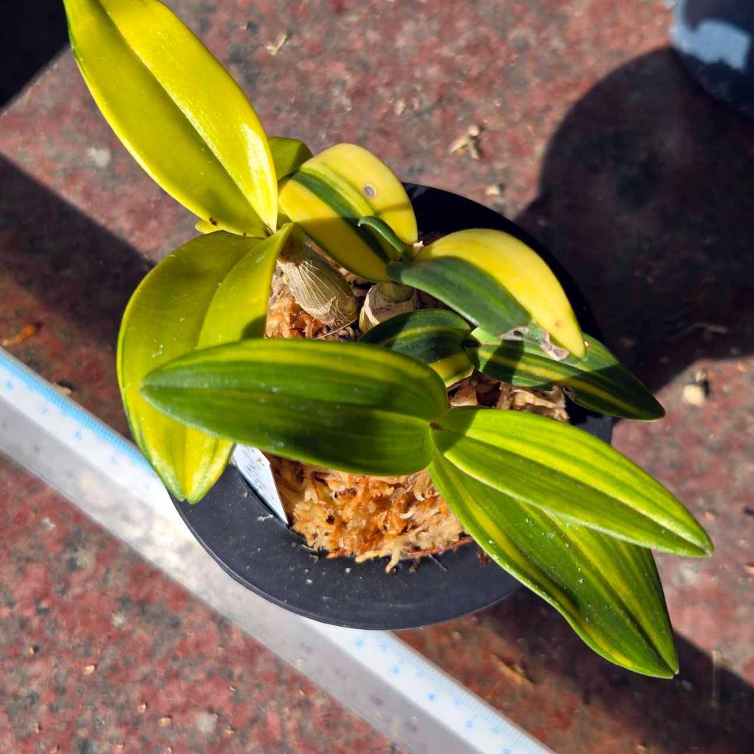 ✨️Den. ギンギアナム縞柄進化系✨️ 最上株をお届け