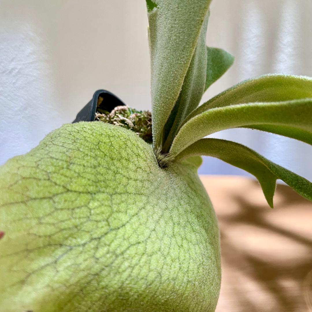 ビカクシダ P. willinckii cv. Sombrero