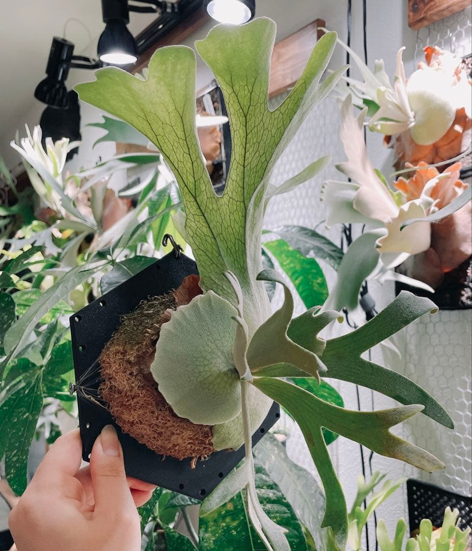 ビカクシダ P. willinckii cv. Sombrero