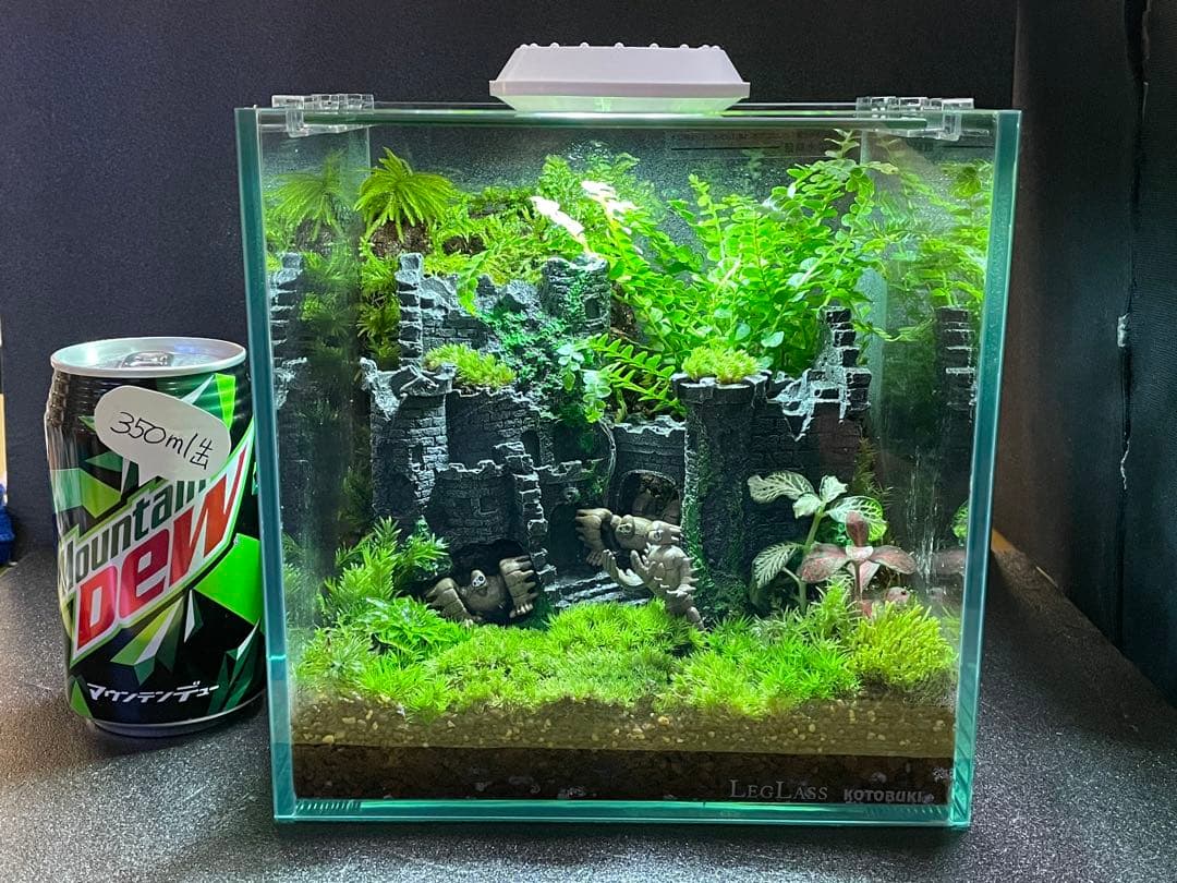 苔テラリウム　①