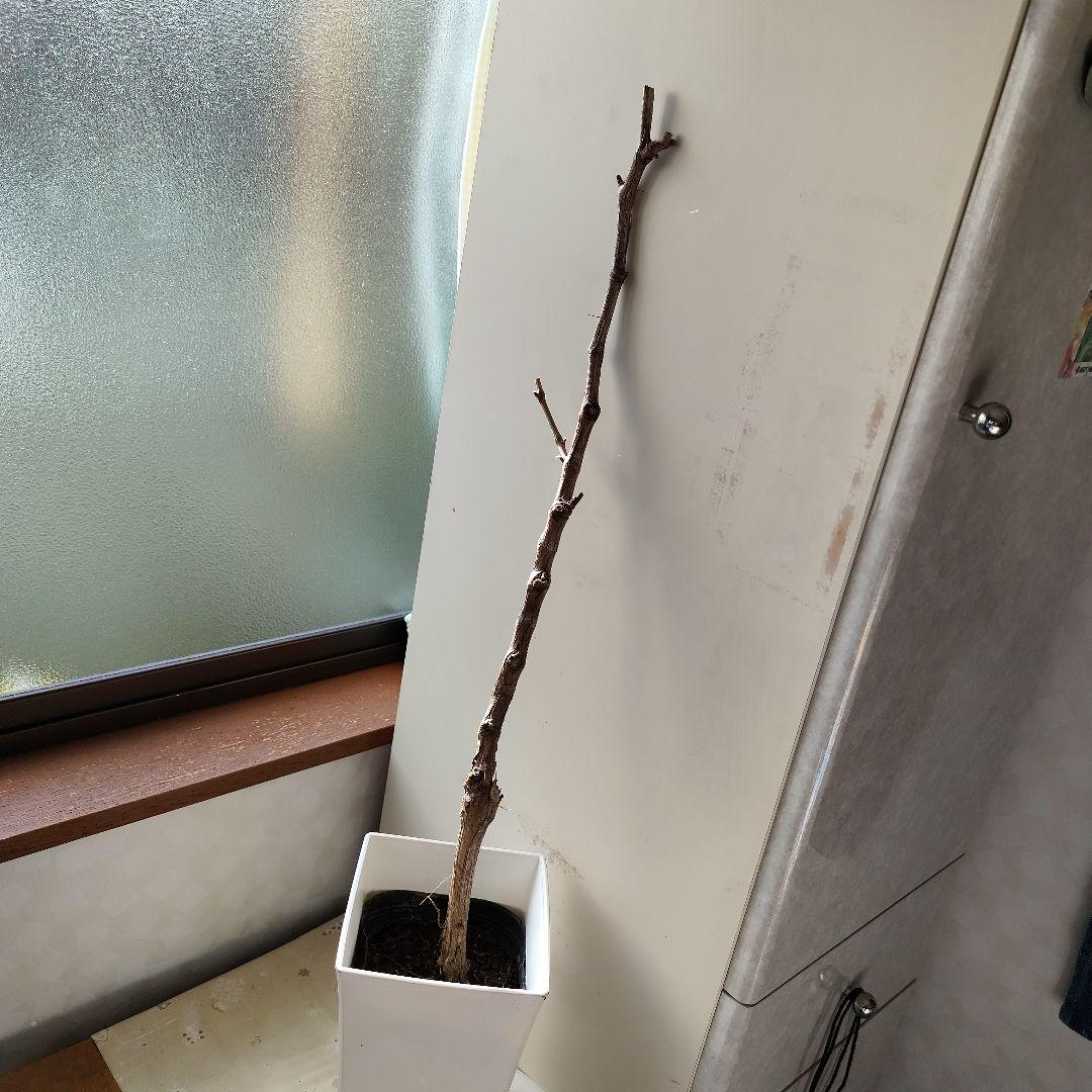 ドット様！現品、ぶどうの苗※瀬戸ジャイアンツ　2苗セット