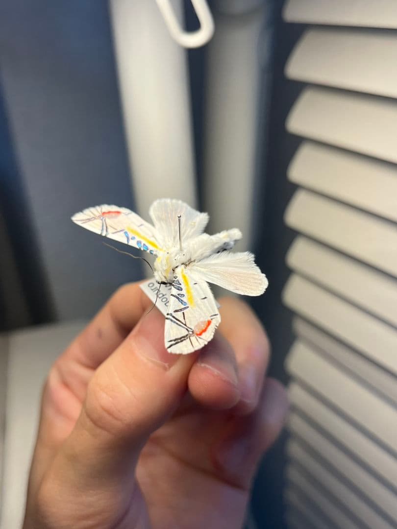 【LAST個体】ピカソモスタナバタユタカヤガ蛾ルナモスミズアオモルフォチョウアゲ