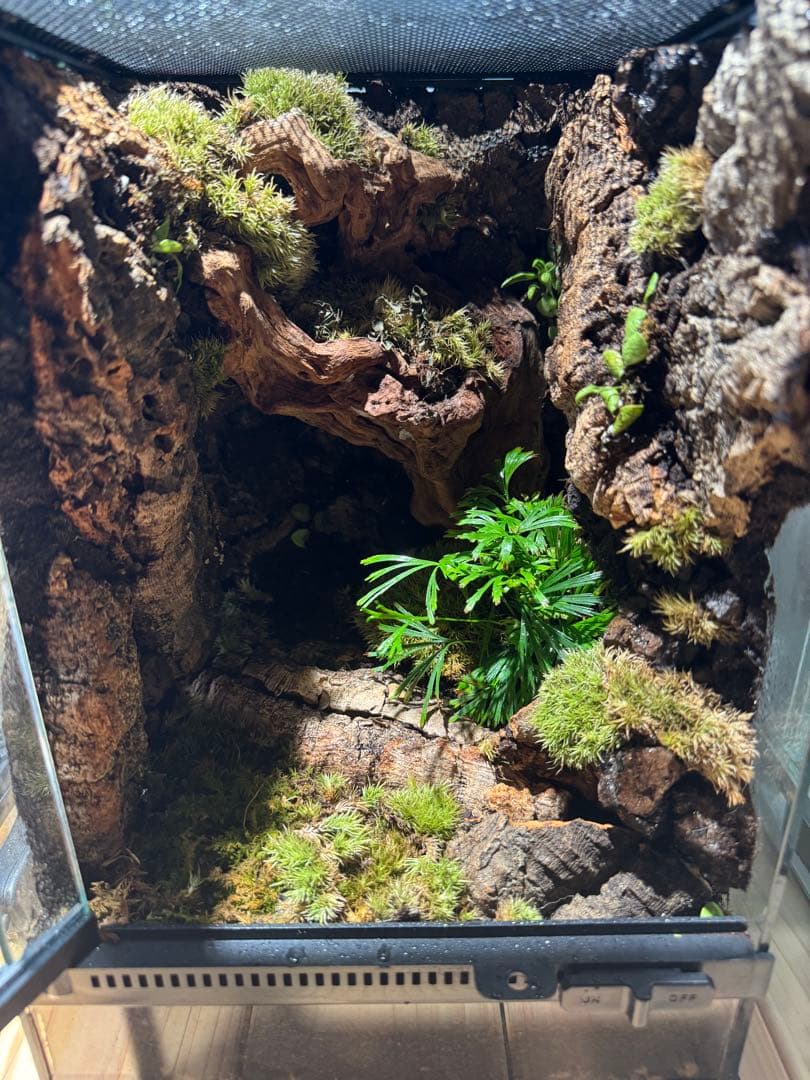 グラステラリウムナノ　レイアウト品