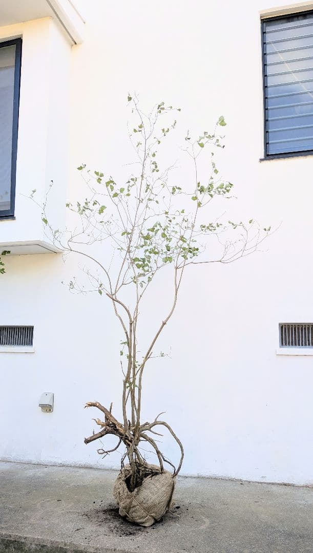 神秘。山採りミツバツツジ。