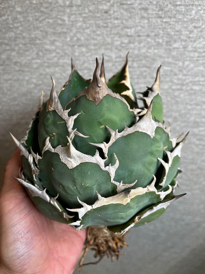 【コレクション株】ノーネーム　ボールタイプ　アガベ