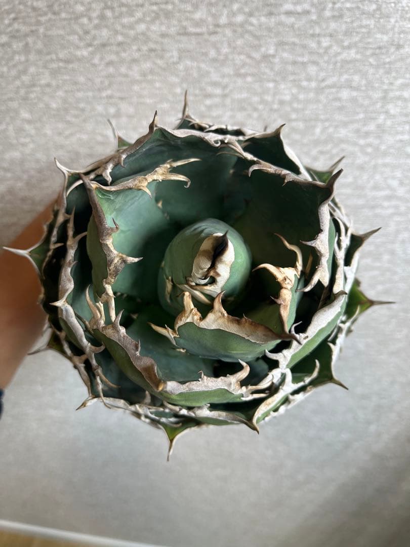 【コレクション株】ノーネーム　ボールタイプ　アガベ