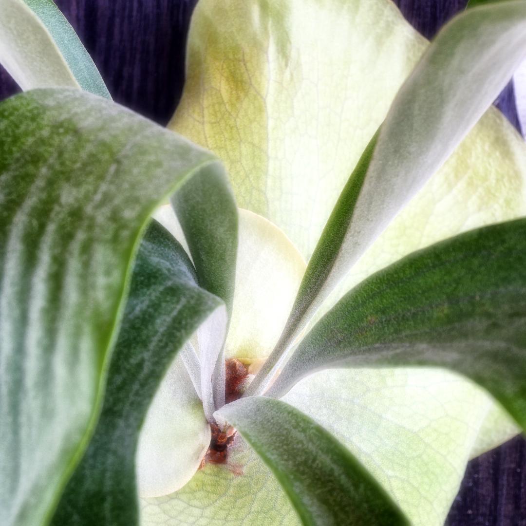 タフな子❣️ビカクシダ⭕️トンクラDW⭕️シャイングロリア　板M 　NZ産水苔