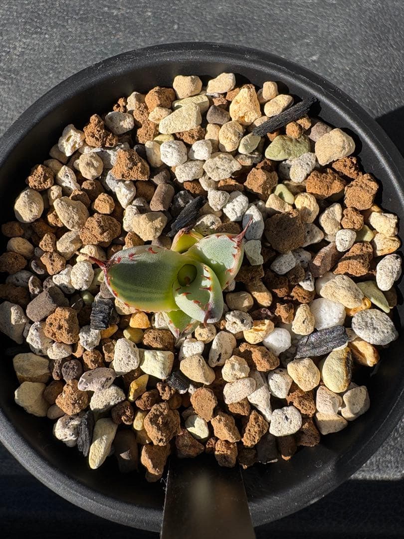 アガベ　トランカータ 〝オリザバ〟