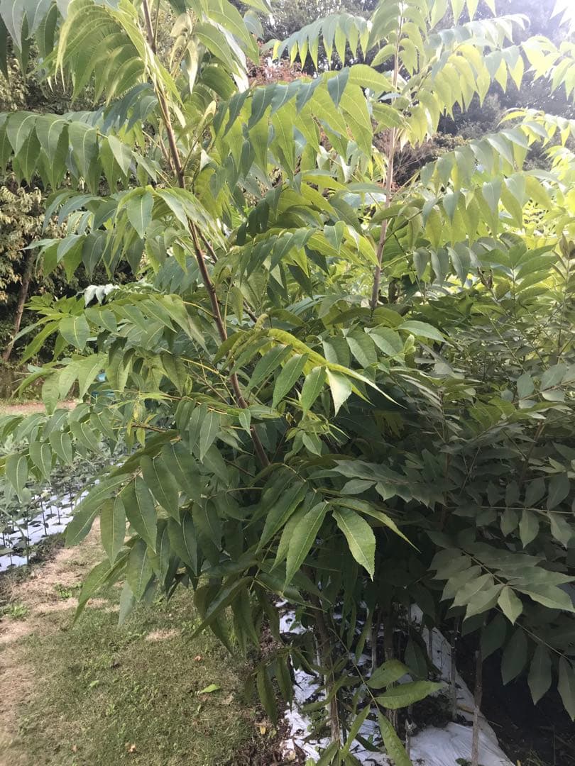 ピーカンナッツ　接木地堀苗　CLS-61