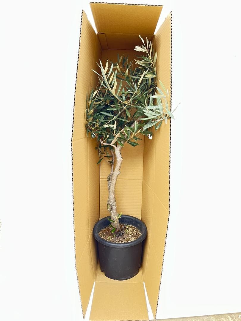 オリーブの木　ヘレナ　約160cm　NO.1847　大型　現品掲載　古木
