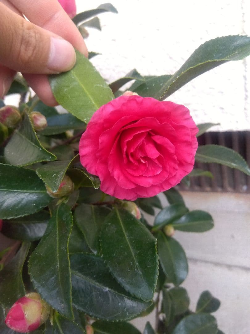 サザンカ　山茶花　盆栽　11号陶器鉢　幹太❗　①