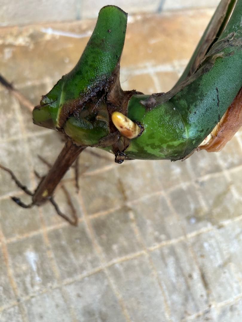 モンステラ　マクロコズム