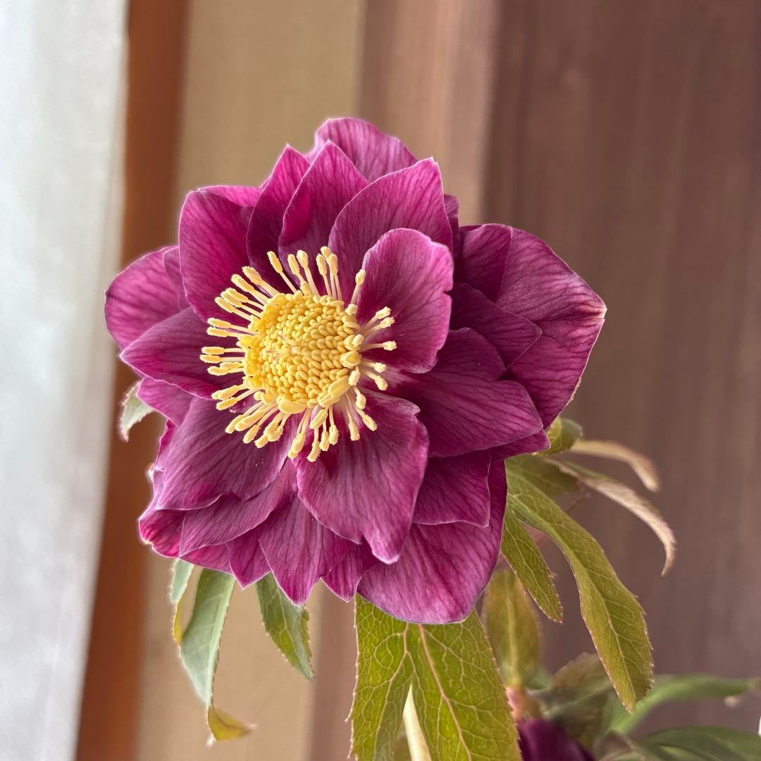 ♡広瀬園芸♡ DDワイン　オーレア