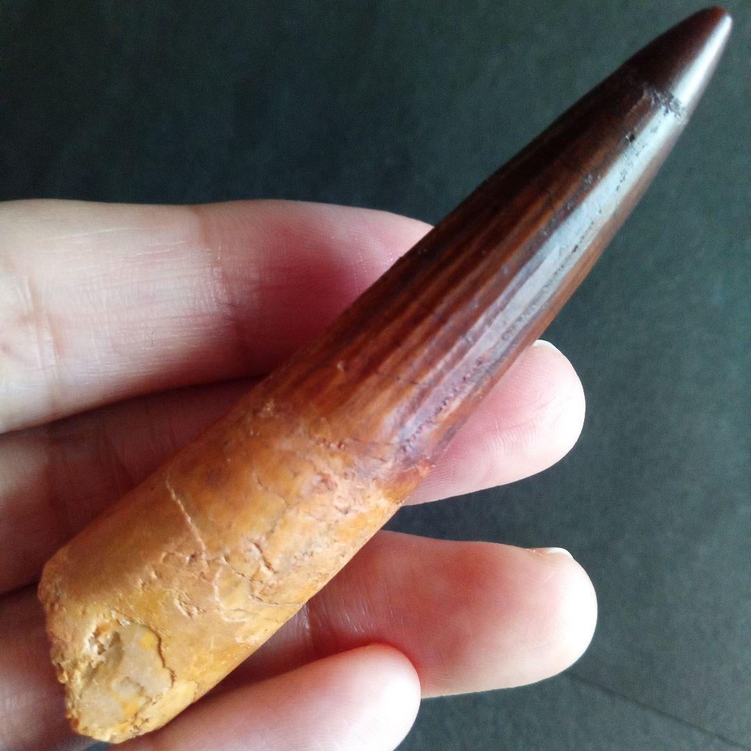 恐竜　スピノサウルス　歯化石　特大　美麗　７９mm