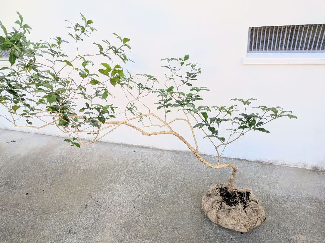 流れる雲のように。山採りアセビ。