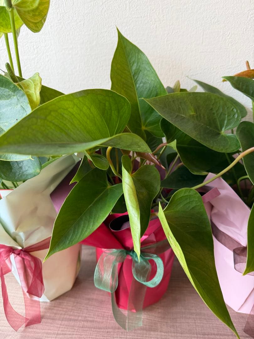 アンスリウム ミックス 鉢植え 約50cm 4鉢セット