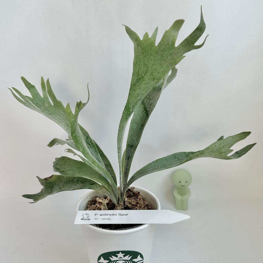 【メルカリ便】P. Willinckii Spur(TC) 【42】