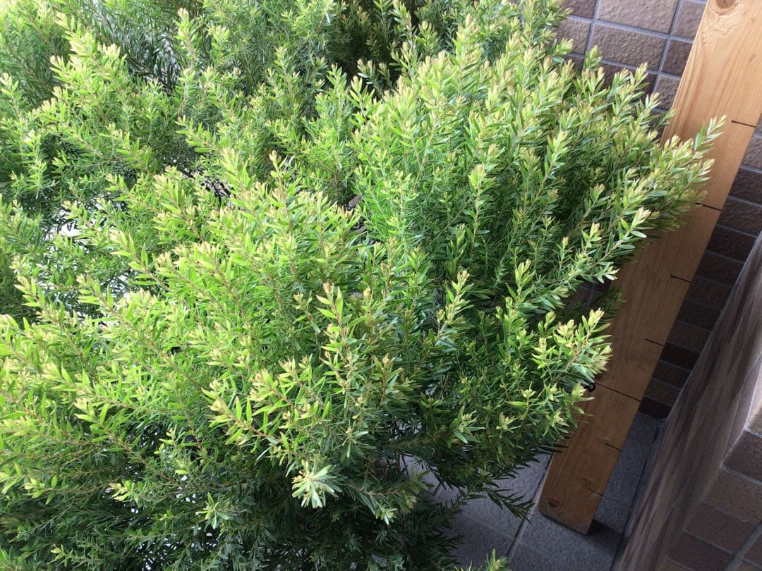 1点物で横幅100㎝花芽たくさん付いてるアカシア・テレサ12号鉢